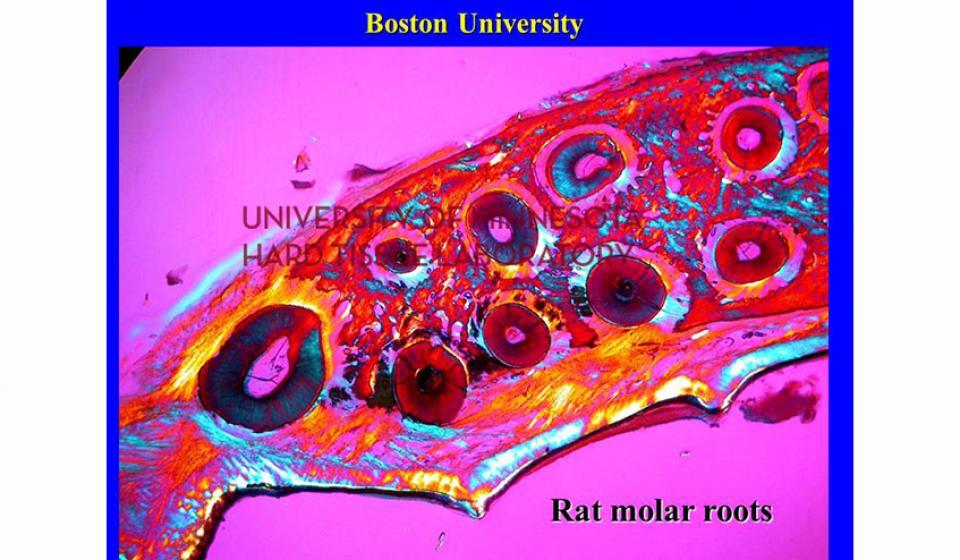 Boston University Rat molar roots
