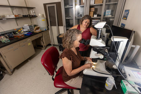 a researcher uses a microscope in Artinger Lab